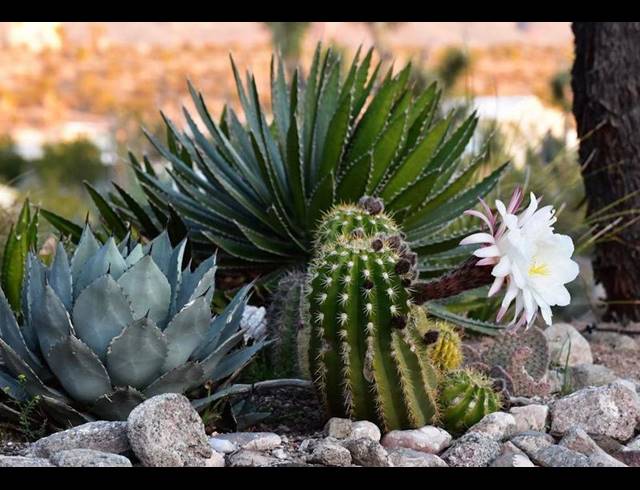 FARM FOR SALE IN AALWYNDAL